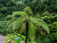 Farnbaum und blühende Hortensien im Caldeirões Park - São Miguel